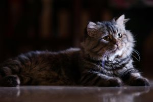 Maine Coon Kittens for Sale | Amore Cattery California