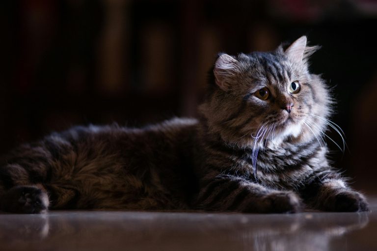Maine Coon Kittens for Sale | Amore Cattery California